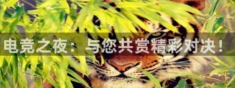 k1电竞